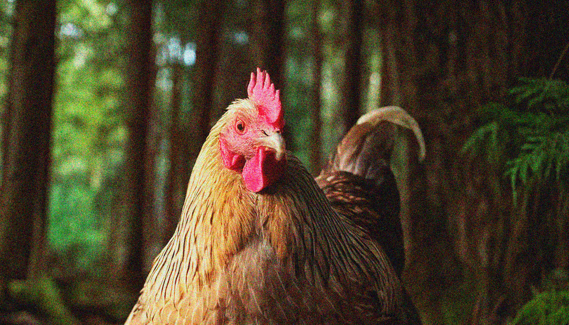 Escena Demonios Cídos, el preludio del cazador